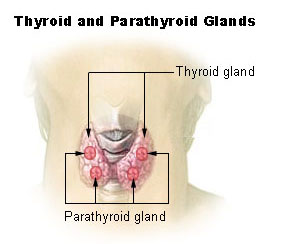 Thyroid and Parathyroid