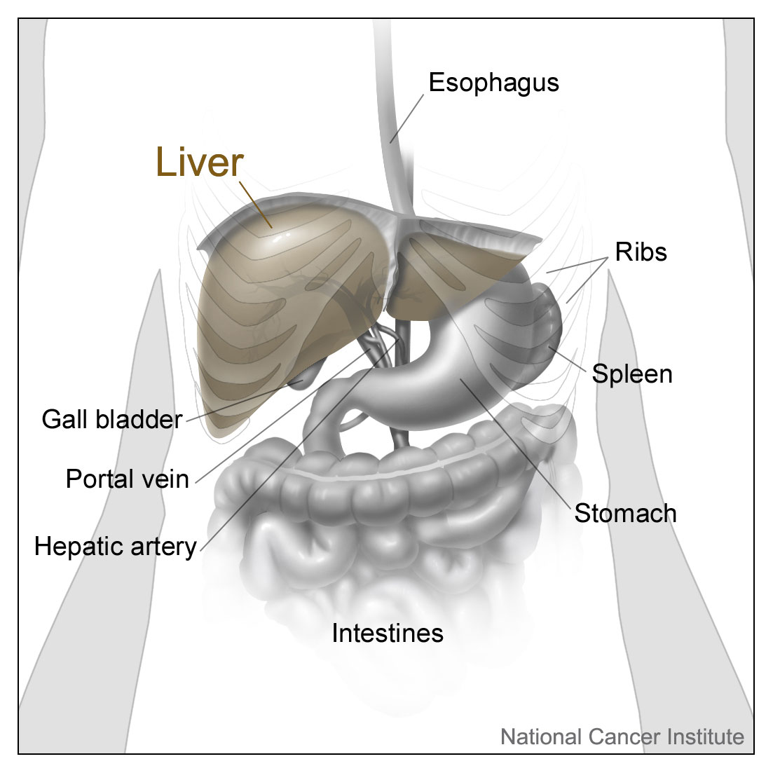 Liver And Nearby Organs